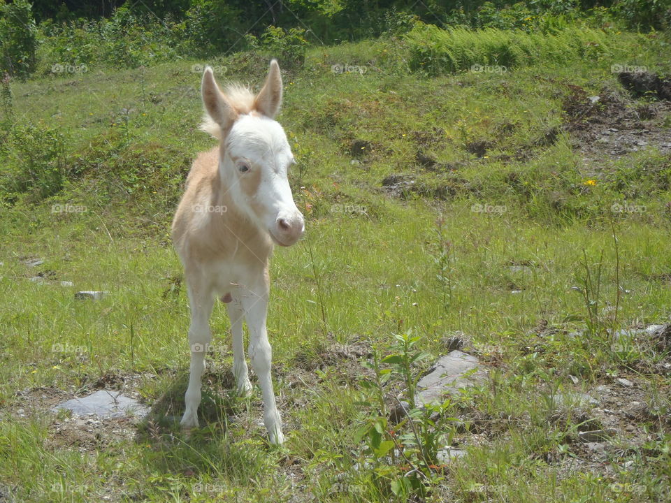 Newborn foal