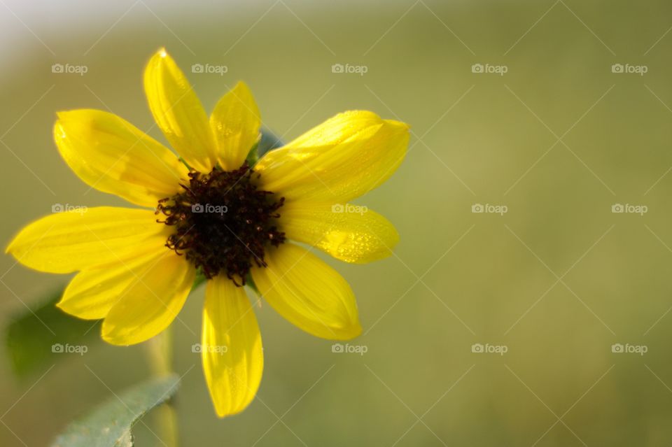 Sunflower closeup