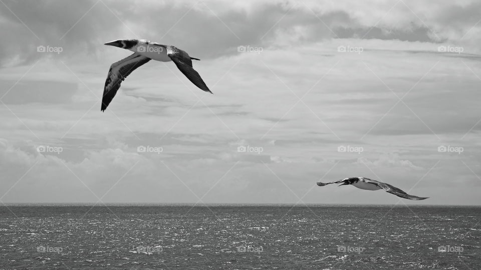 I took this picture of birds during my sailing voyage back from Mediteranian. They flew alongside the ship, made it easy for me to take the picture.