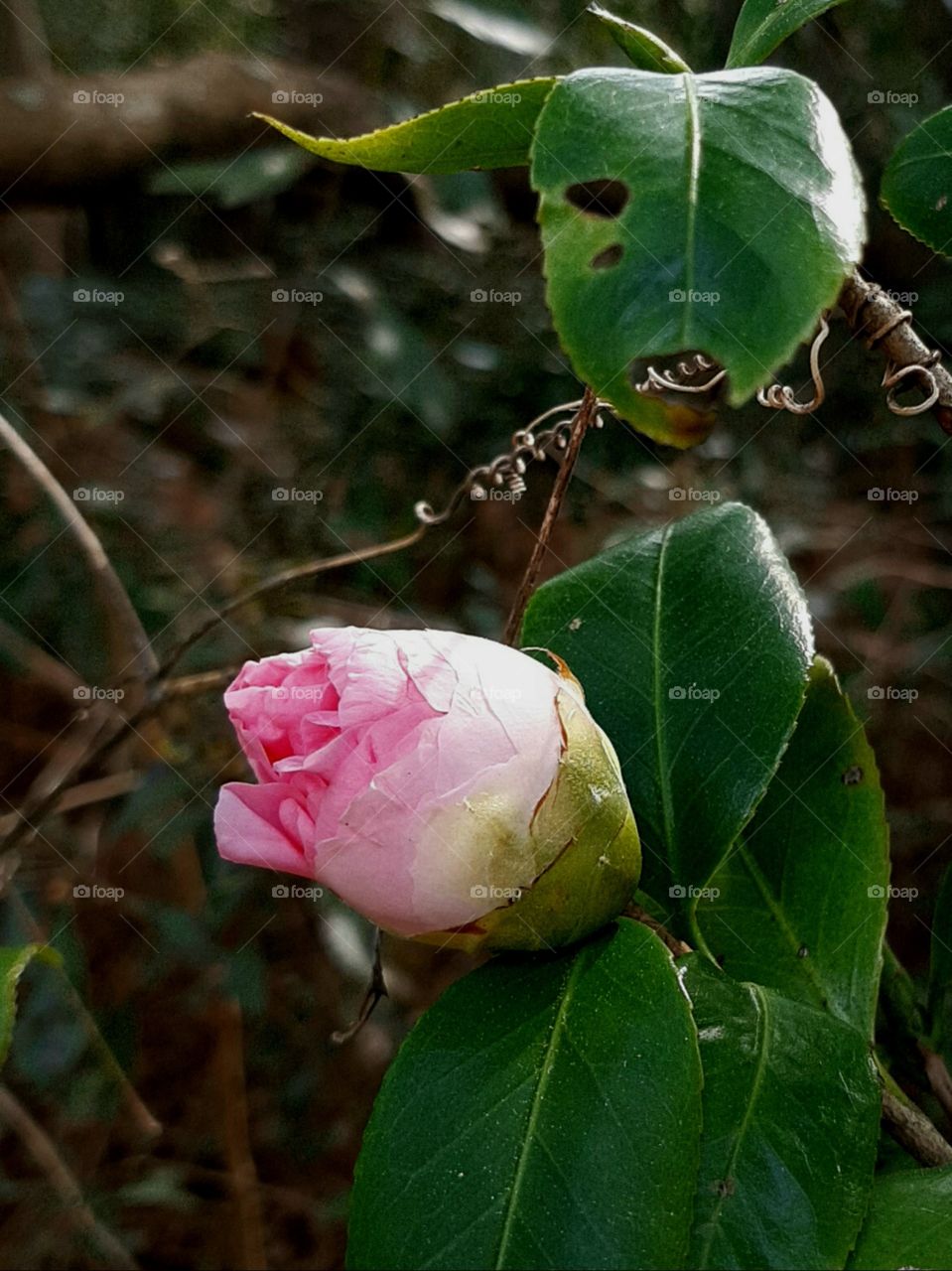 pink camelia budding