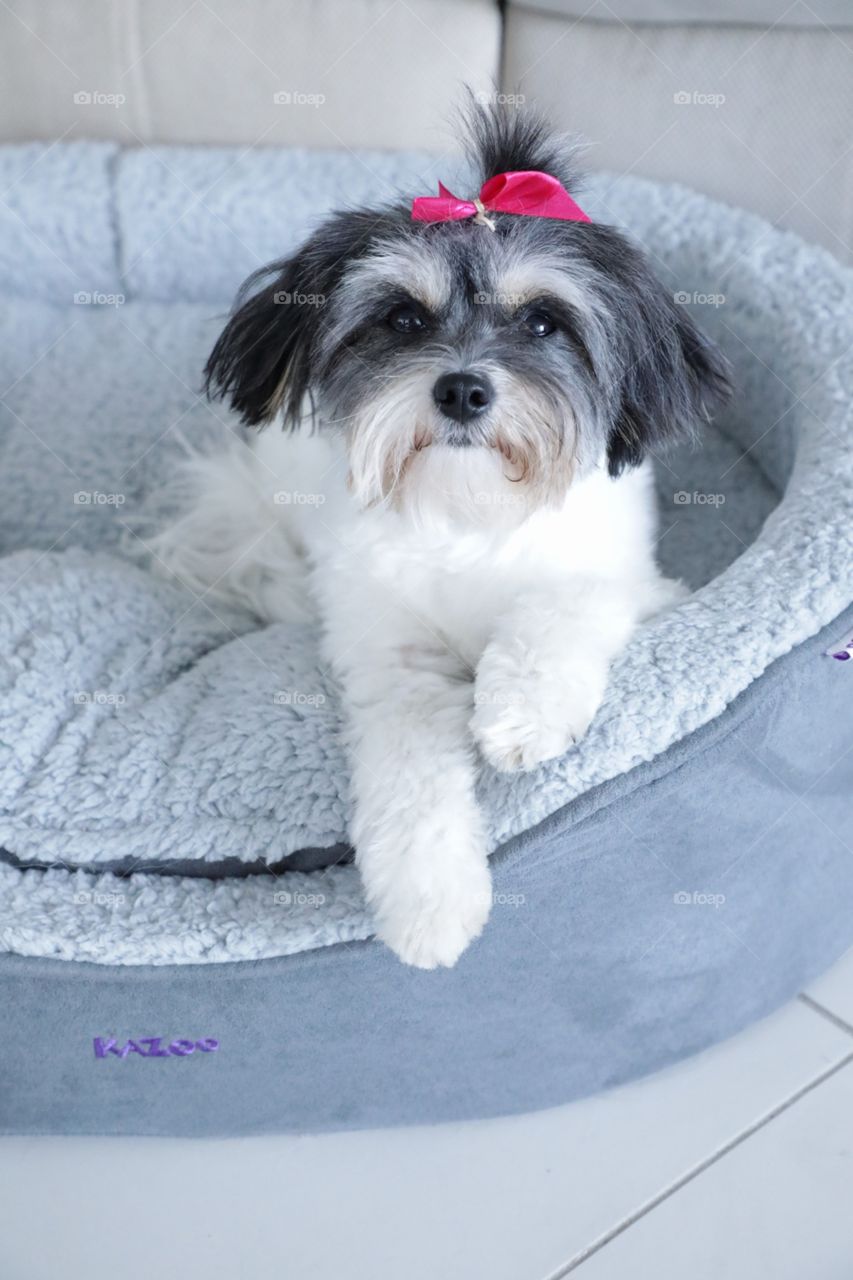 Puppy in her bed