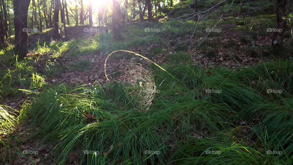 Spider web in the forest sunshine . 
Spindelnät skog solsken