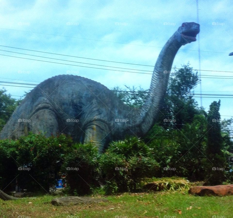 Animal, dinosaurie