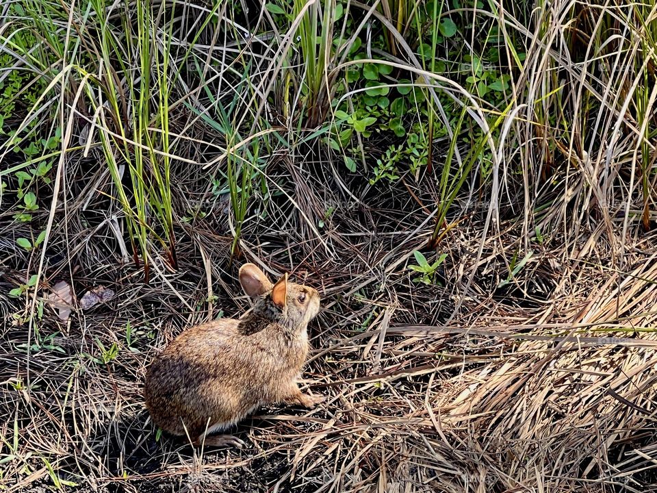 Eastern cottontail wild rabbit sitting in morning sunlight beside tall grasses