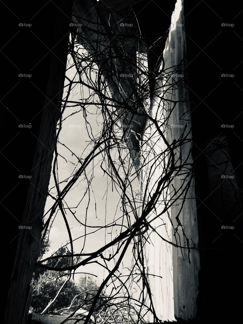 Monochrome, Window, Art, Tree, Silhouette