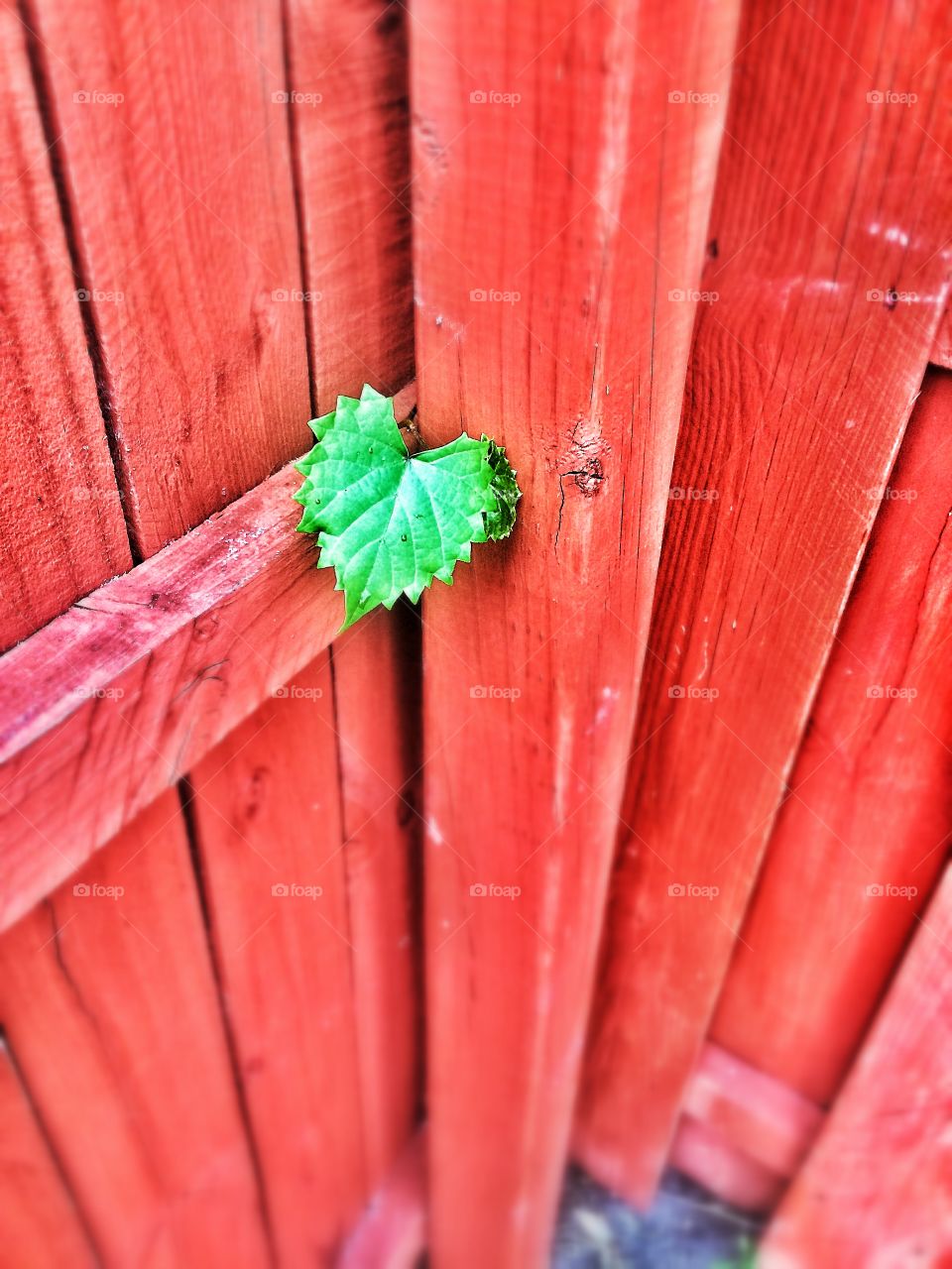 Wooden Love. A heart shaped flower growing through a wooden fence. 