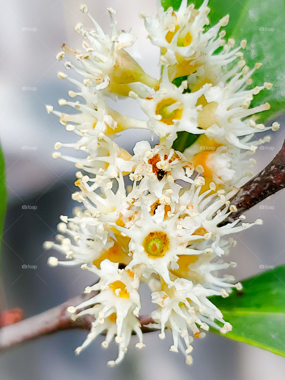 Closeup of the cherry laurel compacta aromatic cluster flowers
