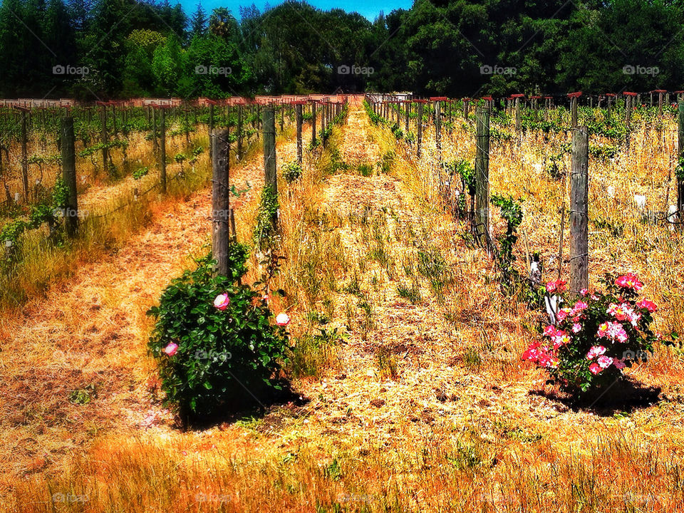 California wine vineyard