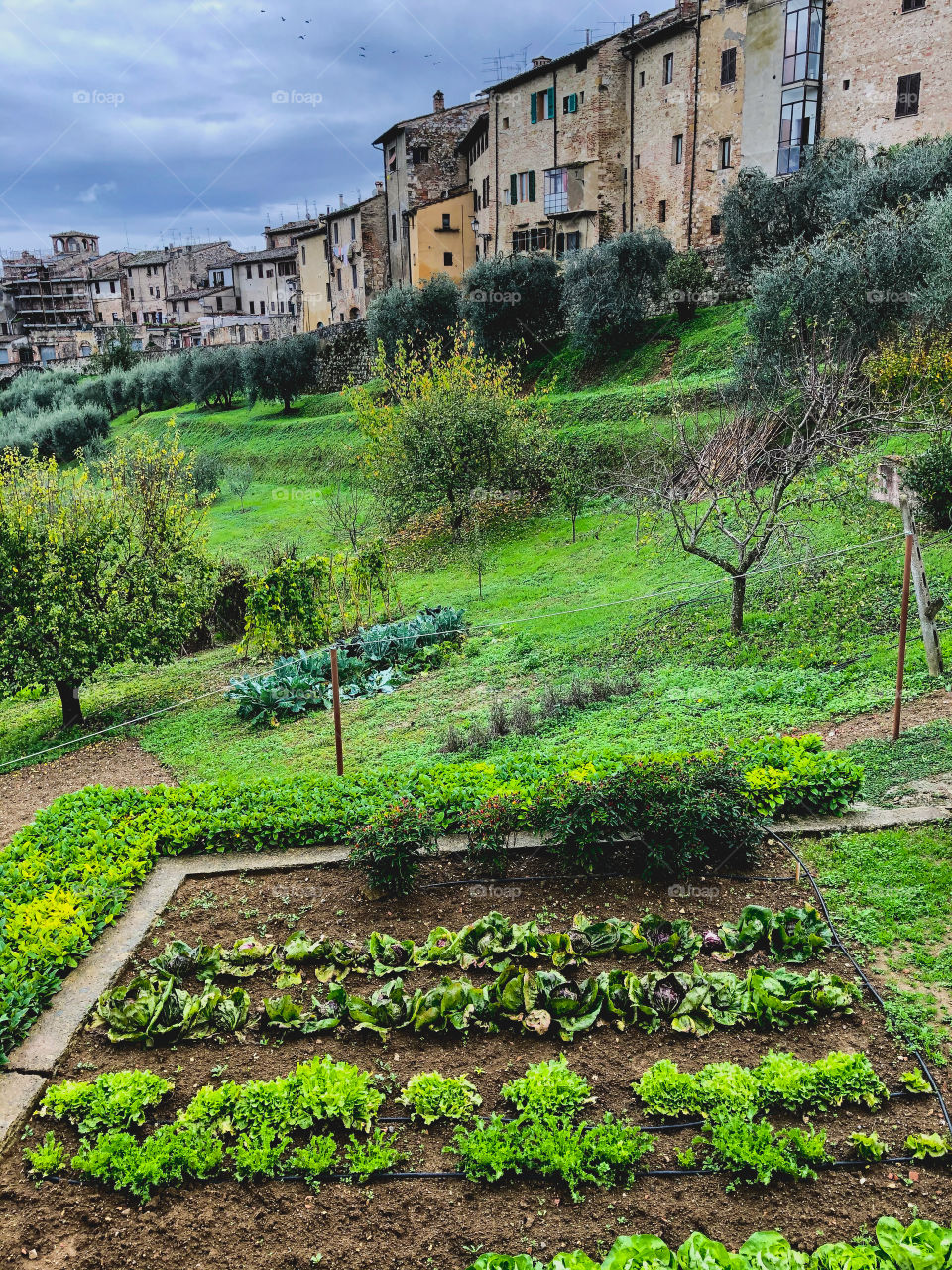 Vegetables Garden in Tuscany Italy 