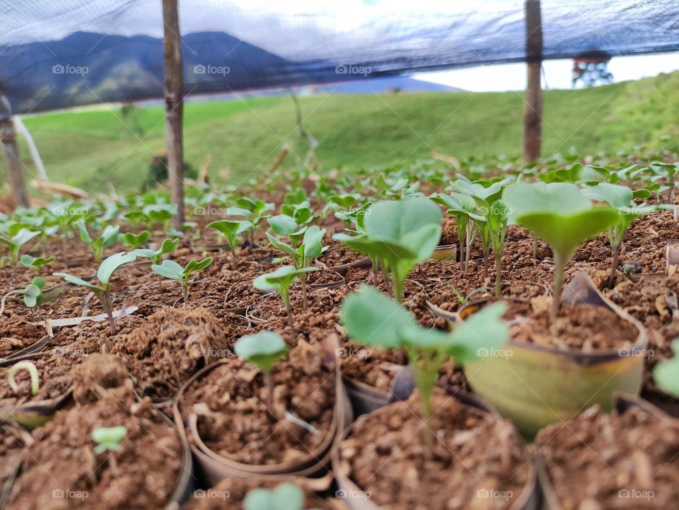 Little saplings of broccoli