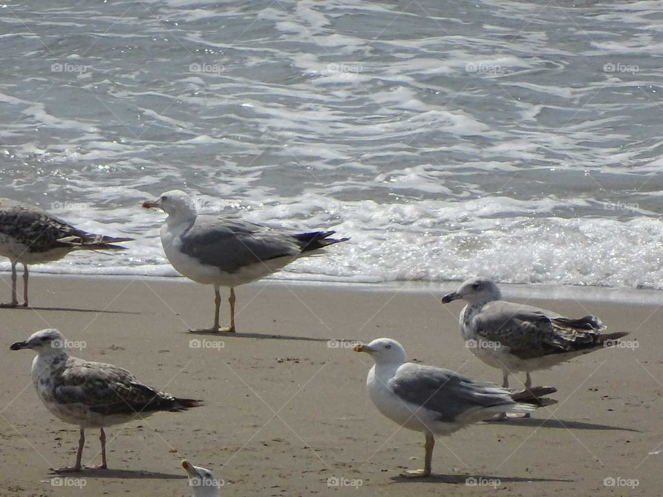 Seagulls on the beach