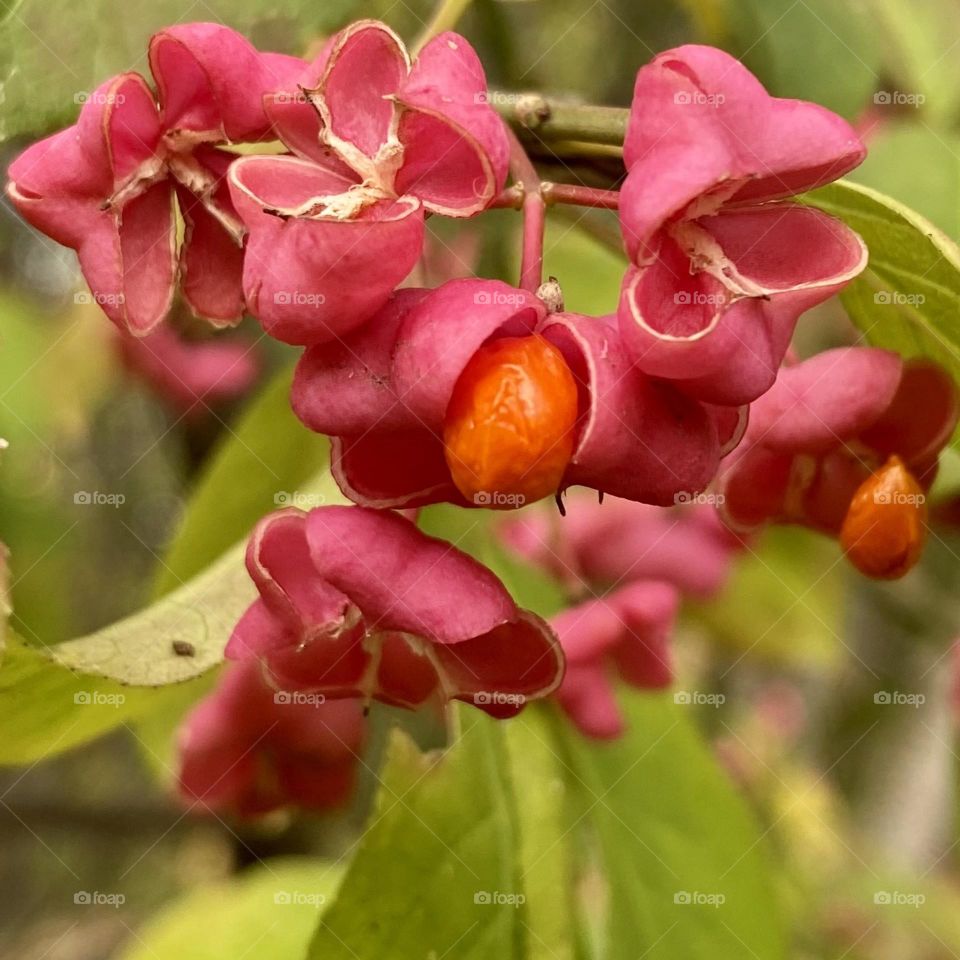 Euonymus