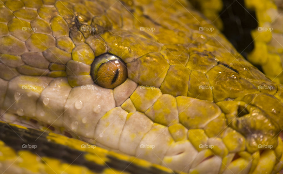 Cold beauty of a predator. close up of a python  eye