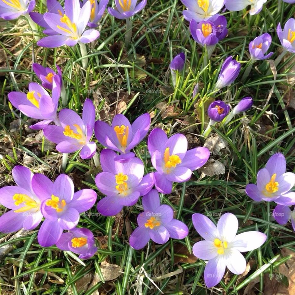 Purple Flowers