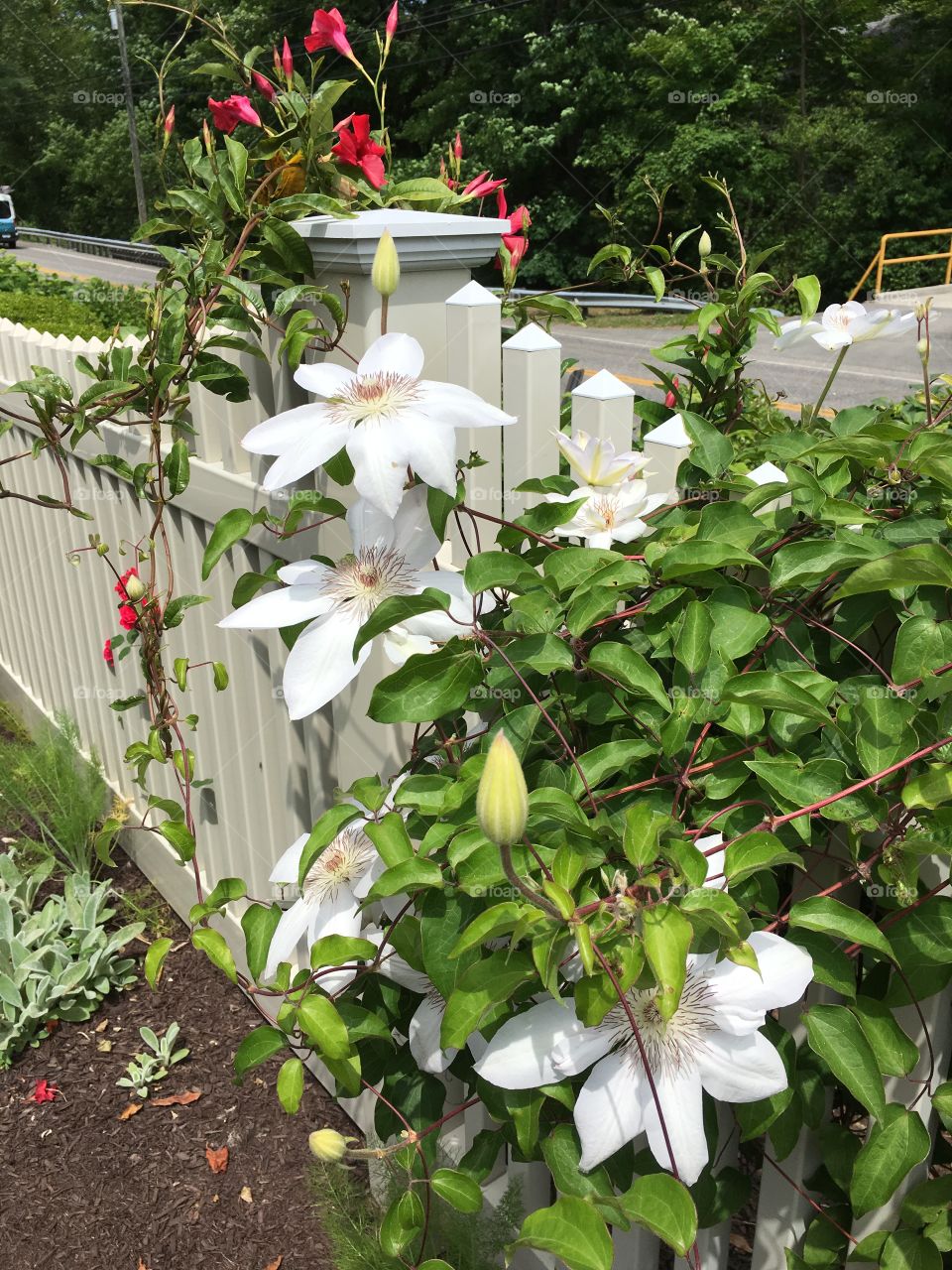 White fence, white clematis