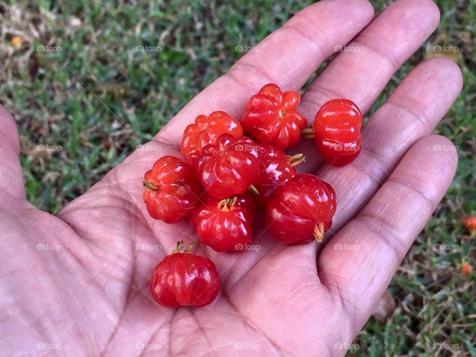 Brasilian cherry