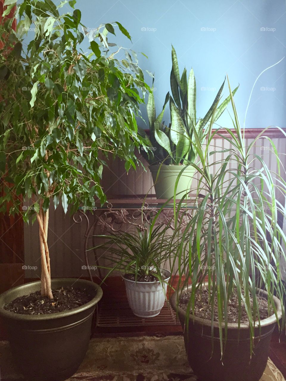 Houseplants