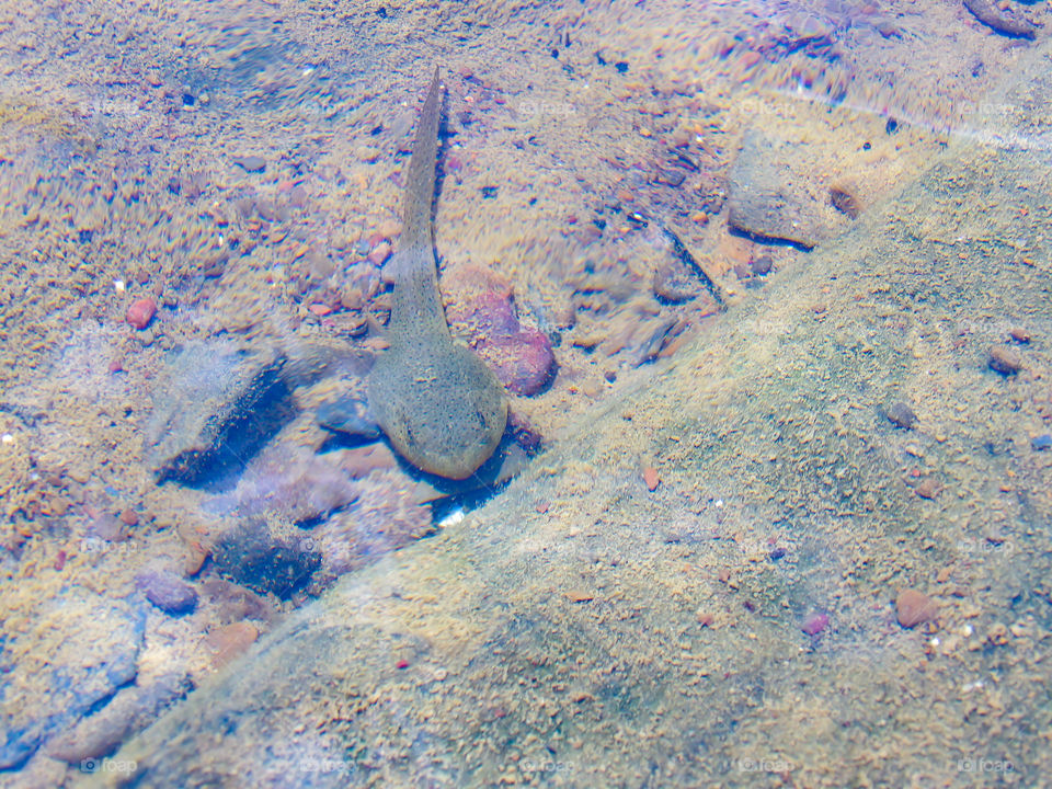 Tadpole