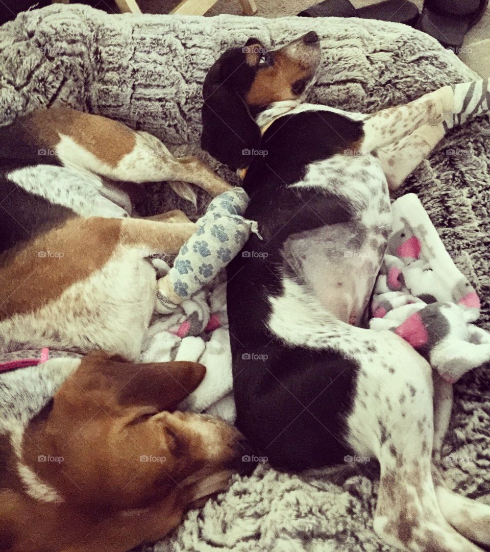 The one bed is toooo small for them both, even tho they have three different beds in the house 