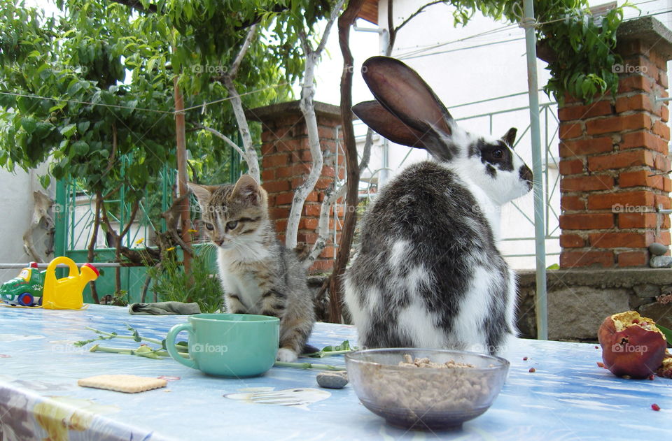 A bunny and a cat sitting on the table