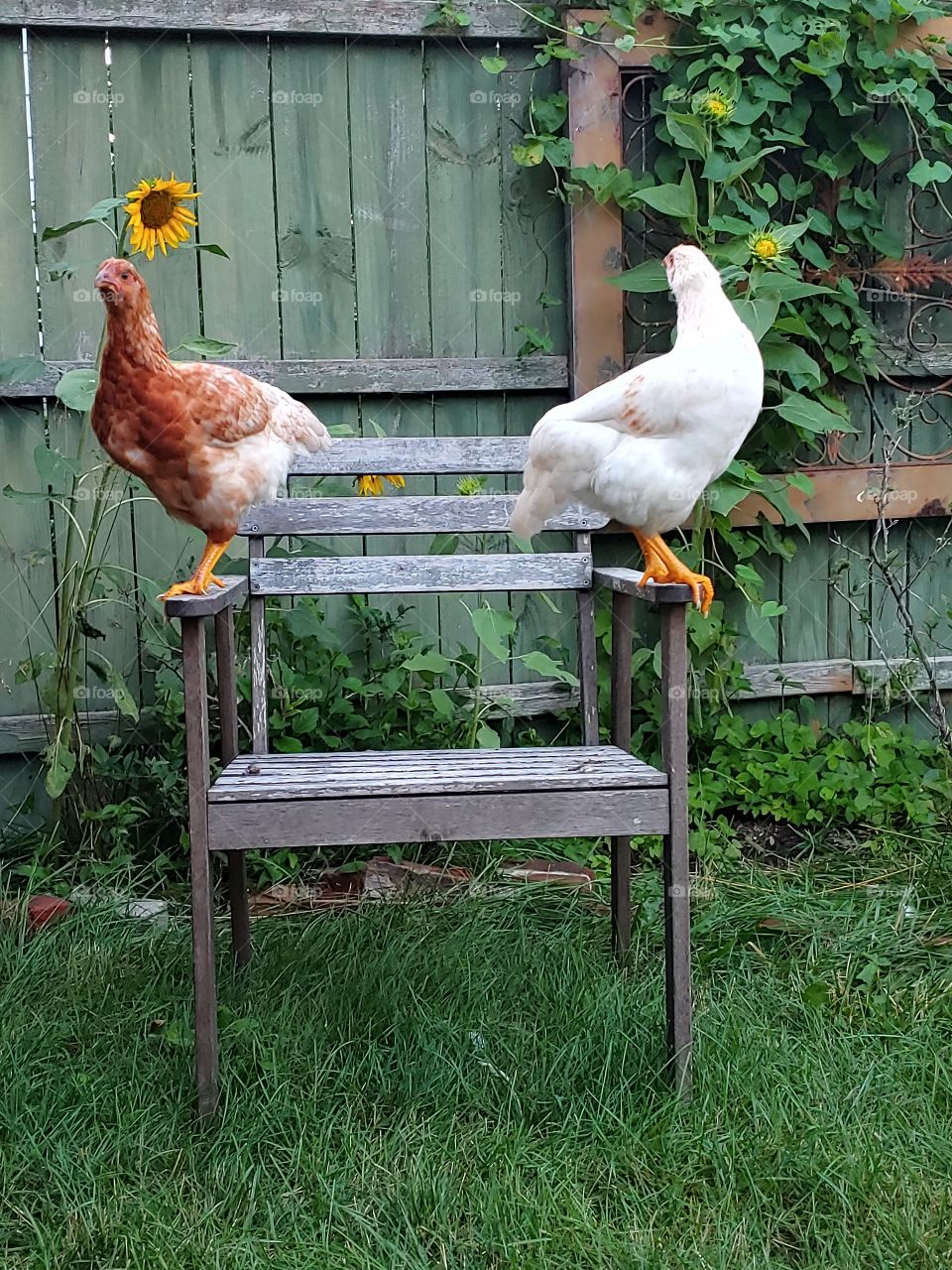 Decorative Chickens