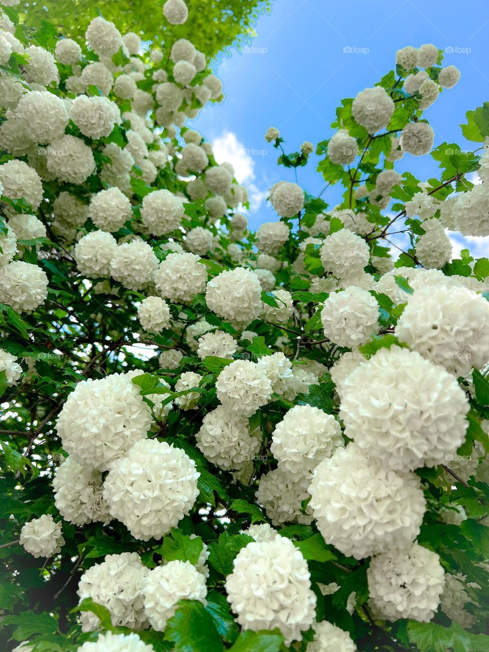 White snowball in a garden