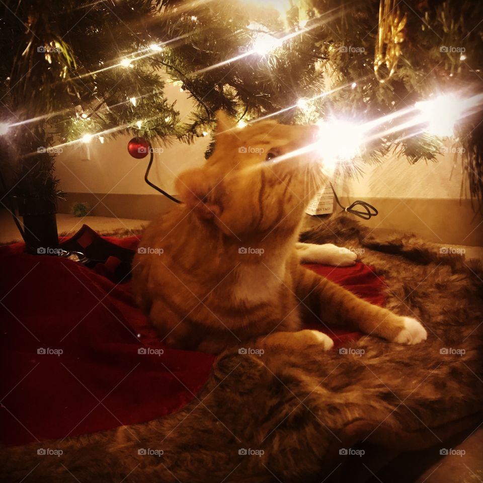 Cat meets Christmas tree