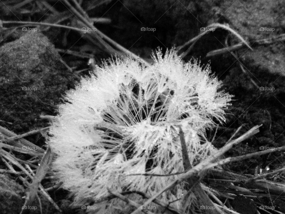 verblühter Löwenzahn auf Wiese