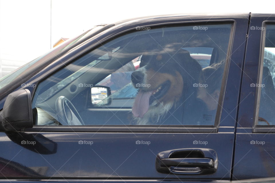 Dog behing the wheel