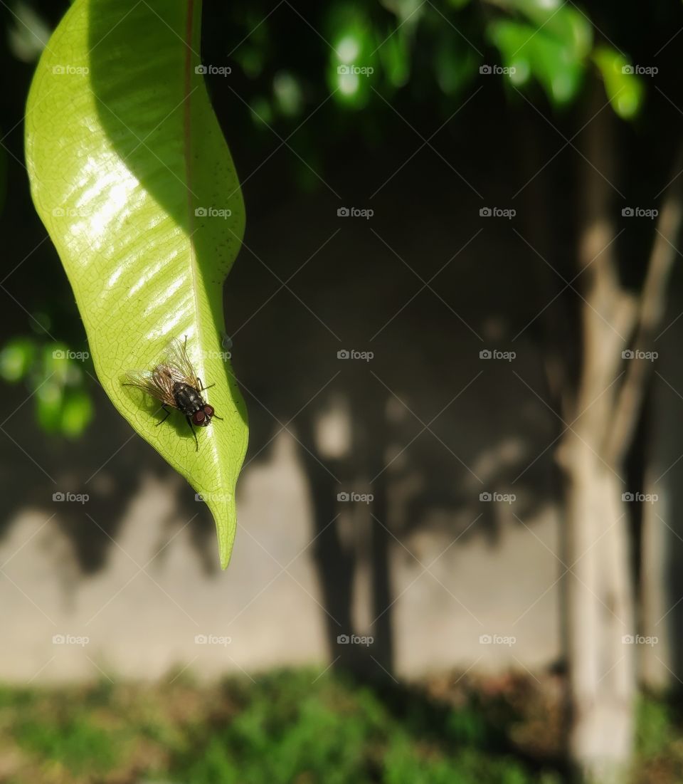 fly (insect) on leaf. view of peace