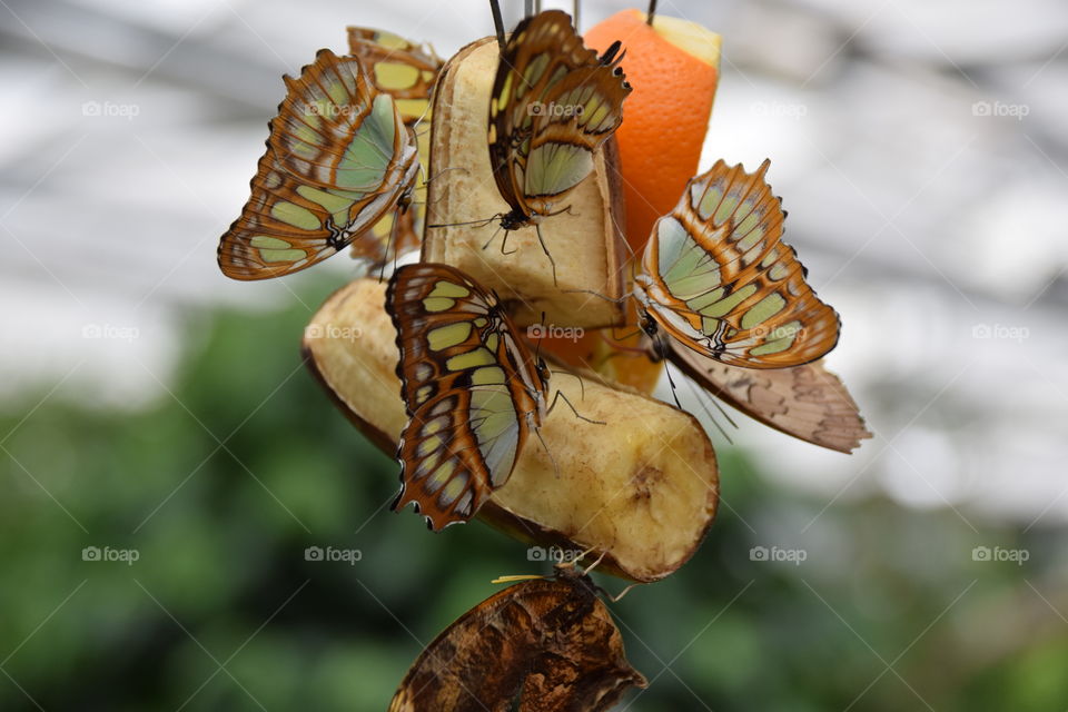 buterflys on fruit