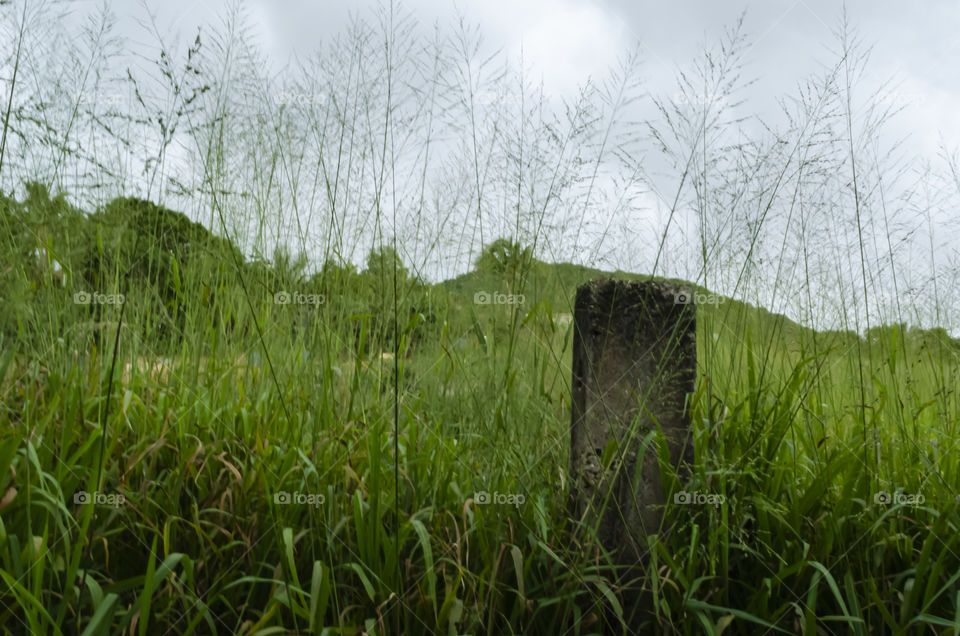 Concrete Column In Grass