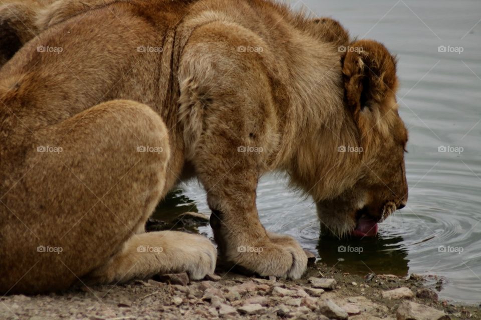 A thirsty lion!
