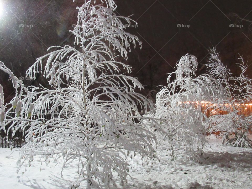 snow on the trees in the park, a walk in the city in winter