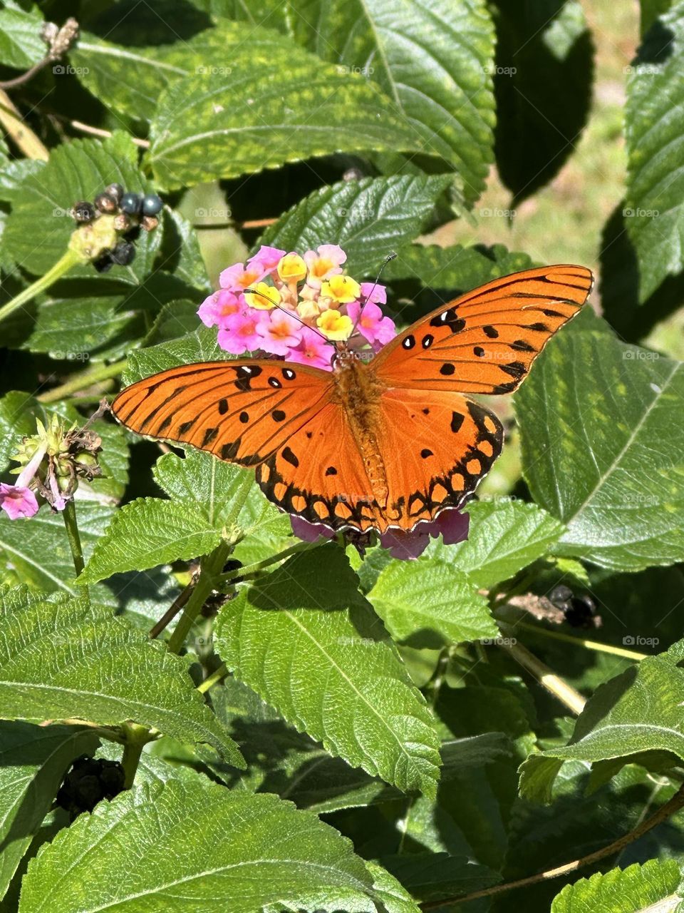 A Gulf Fritillary butterfly drinks nectar on a bi-color lantana flower. Beautiful orange and black butterfly with white spots and white markings on head 