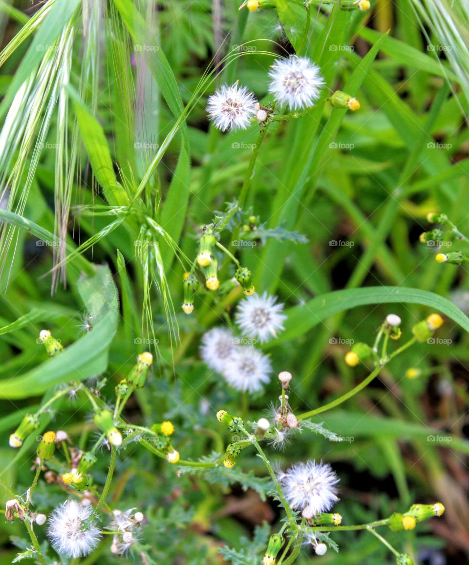 Nature's unique beauty