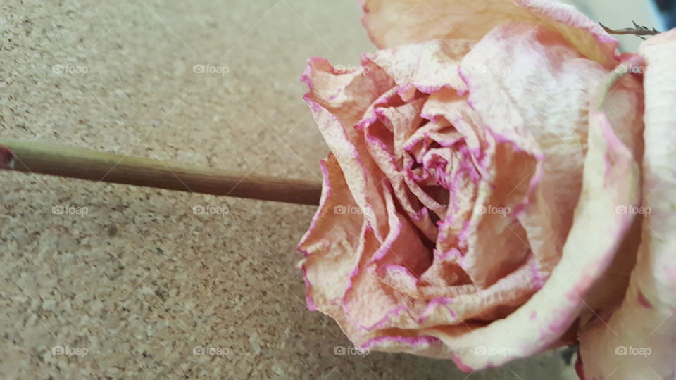 Dried Rose