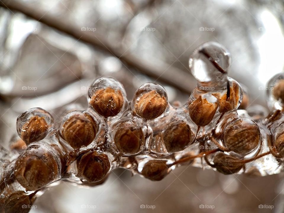 Dried flowers inside the icicles