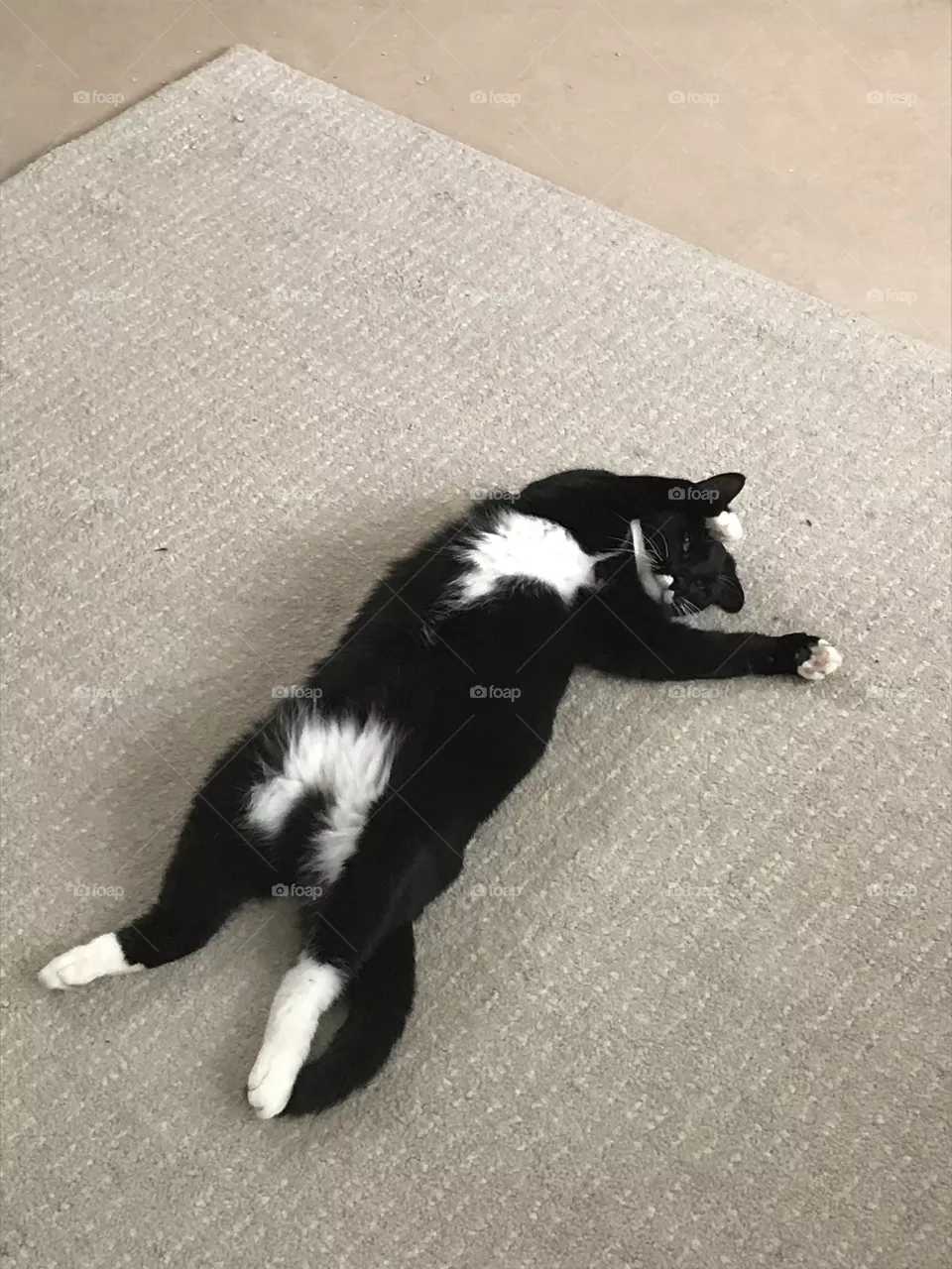 Cat napping
