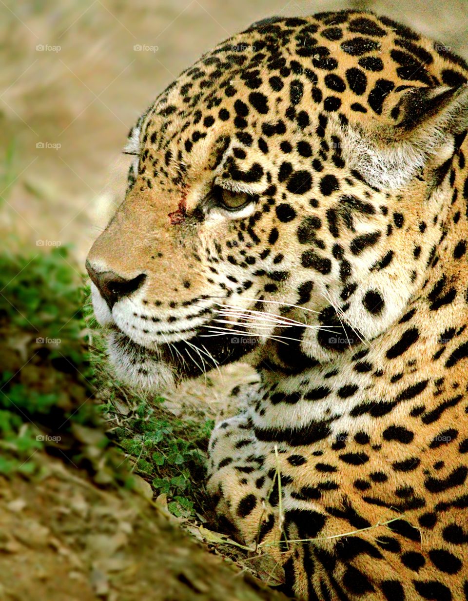 Wildlife, Leopard, Cat, Predator, Mammal