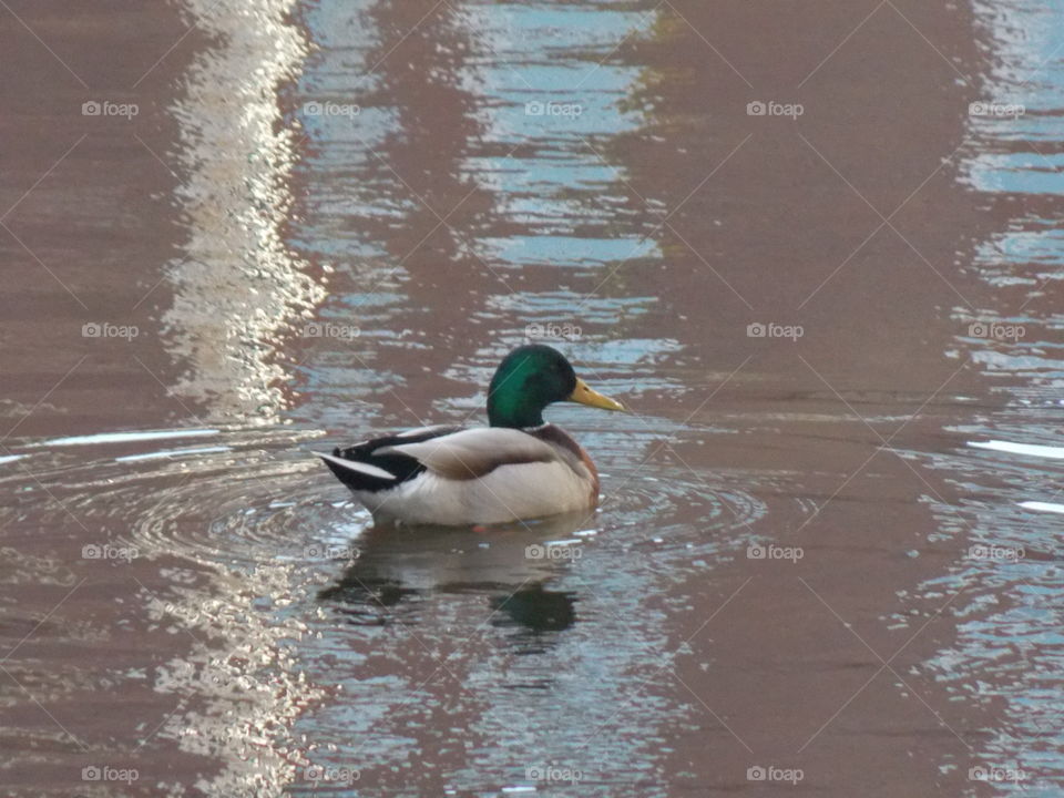 Swimming duck