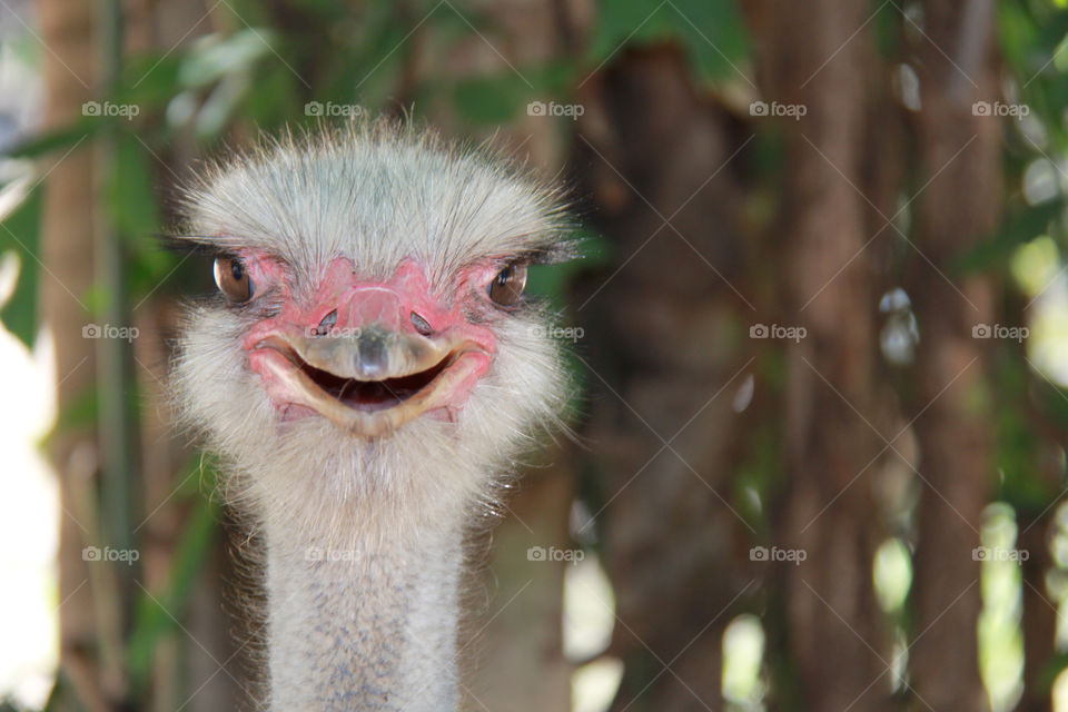 bird ostrich macro closeup by Ross.stuff