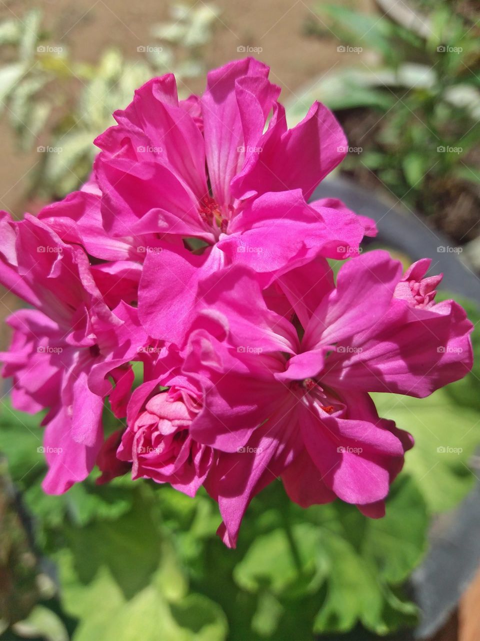 Hot Pink in flower