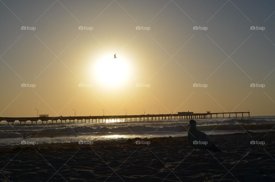 Blissful Californian evenings, while watching birds fly by high up in the sky. Panoramic coastline views in Ocean Beach, San Diego, CA. 