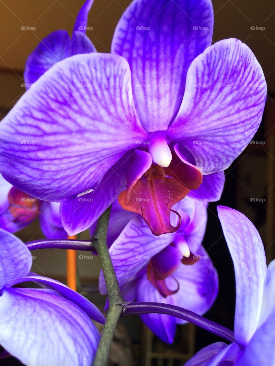 Purple Orchid