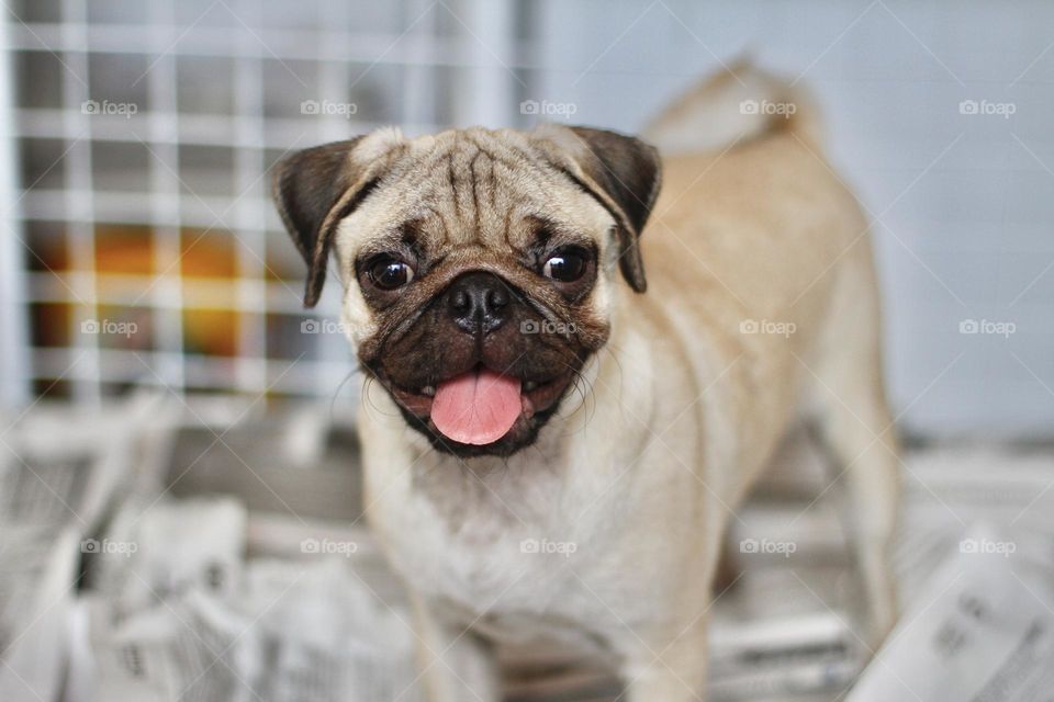 Pug 