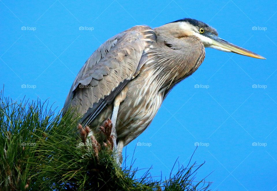 Great Blue Heron on Treetop