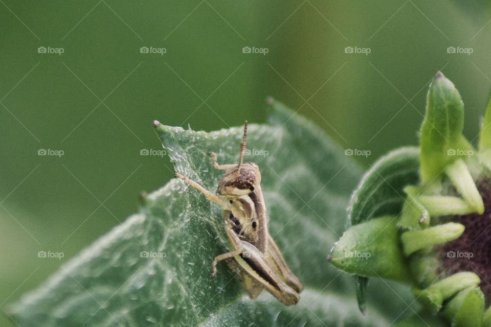 Tiny little grasshopper in the garden 