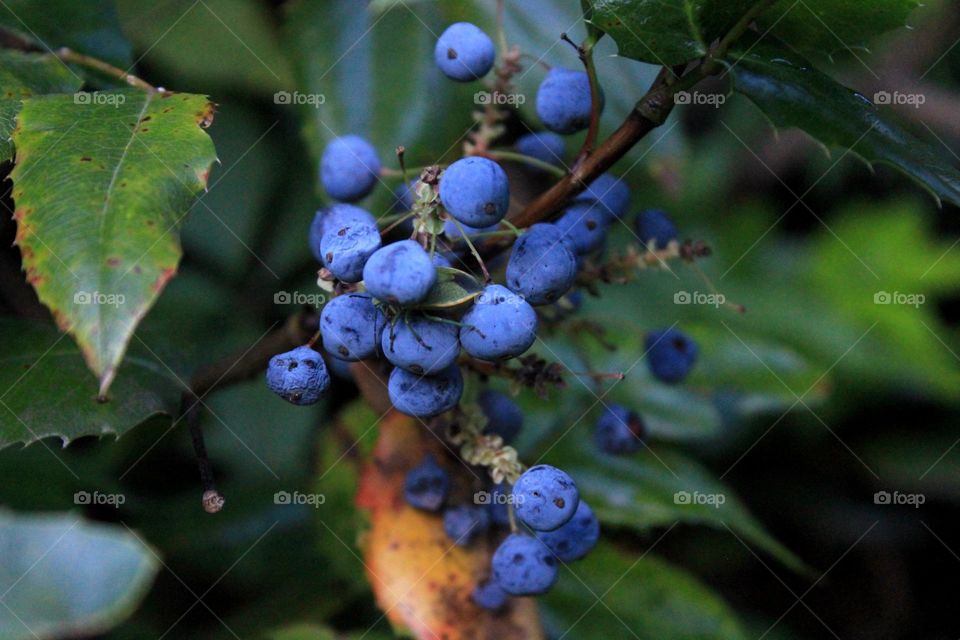 berries