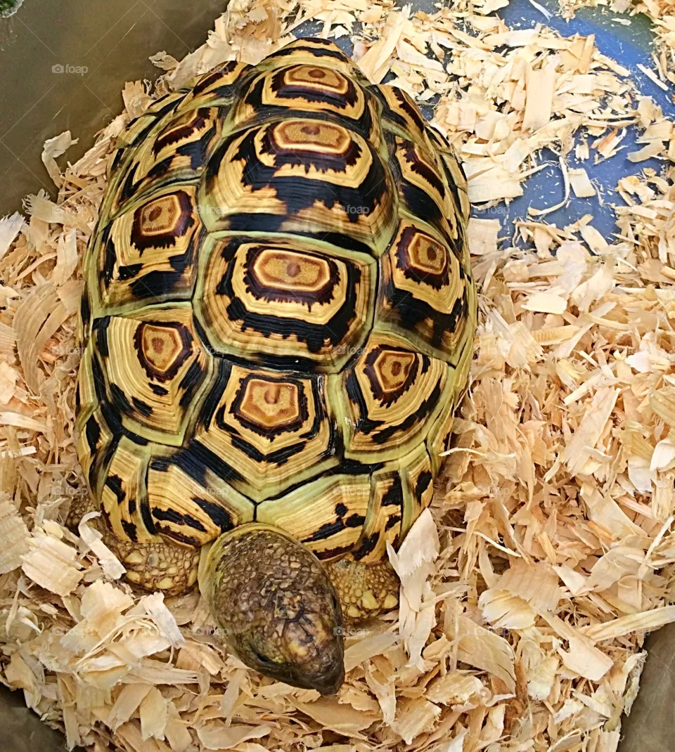 Turtle 